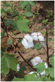 Coton blanc versus coton naturellement coloré : Rizeildo a opté pour un marché de niche très prisé dans son Etat, ce qui lui garanti la vente de sa production à chaque récolte.